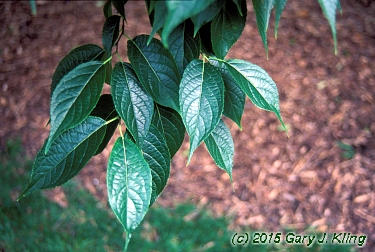 Eucommia ulmoides