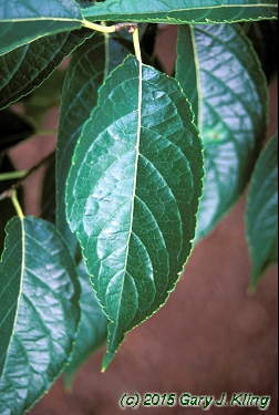 Eucommia ulmoides