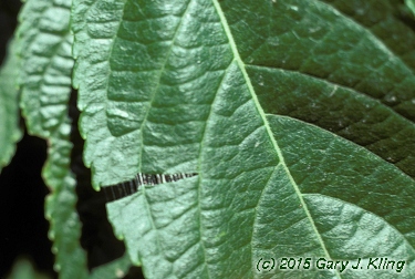 Eucommia ulmoides