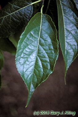 Eucommia ulmoides