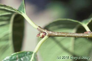 Eucommia ulmoides