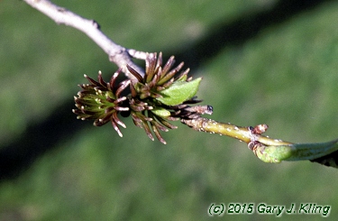 Eucommia ulmoides