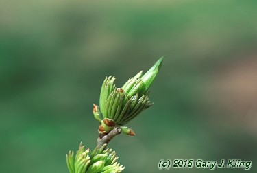 Eucommia ulmoides