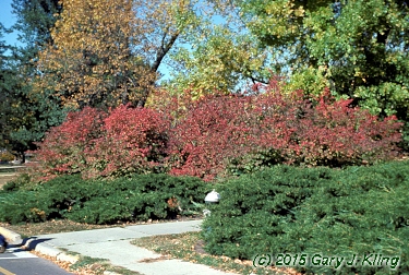 Euonymus alatus