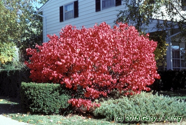 Euonymus alatus 'Compactus'