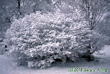 Euonymus alatus 'Compactus'