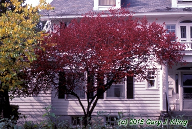 Euonymus alatus 'Compactus'