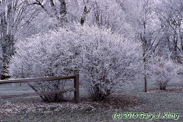Euonymus alatus 'Compactus'