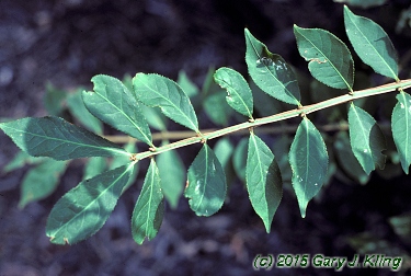 Euonymus alatus 'Compactus'