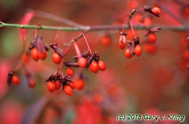 Euonymus alatus 'Compactus'