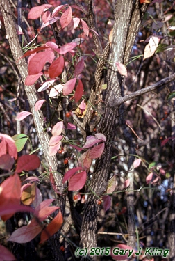 Euonymus alatus 'Compactus'