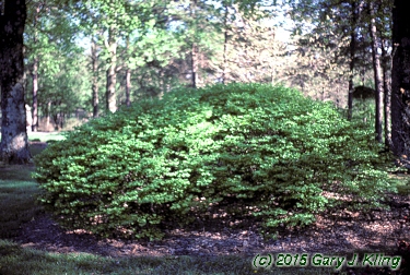Euonymus alatus 'Rudy Haag'