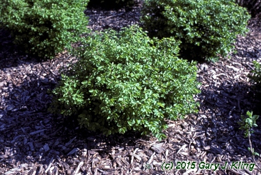 Euonymus alatus 'Rudy Haag'