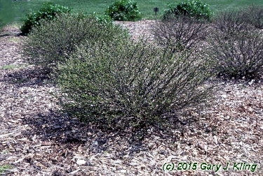 Euonymus alatus 'Rudy Haag'
