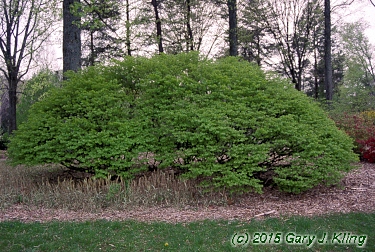 Euonymus alatus 'Rudy Haag'