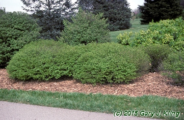 Euonymus alatus 'Rudy Haag'