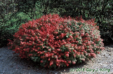 Euonymus alatus 'Rudy Haag'