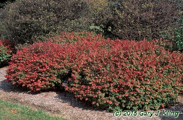 Euonymus alatus 'Rudy Haag'