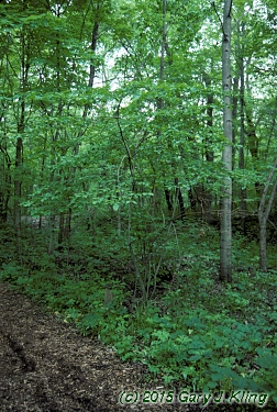 Euonymus atropurpureus