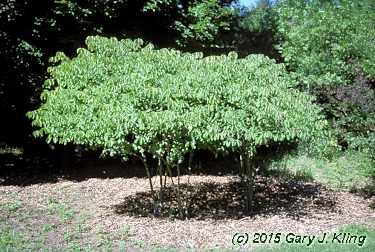 Euonymus atropurpureus habit: UIPLANTS