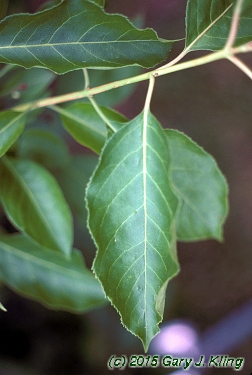 Euonymus atropurpureus