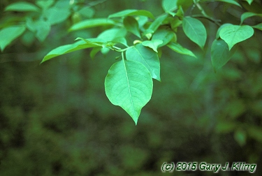 Euonymus atropurpureus