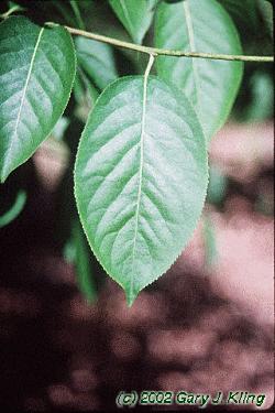 Euonymus atropurpureus