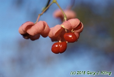 Euonymus atropurpureus