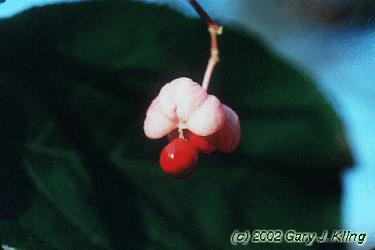 Euonymus atropurpureus