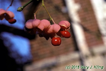 Euonymus atropurpureus