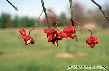 Euonymus atropurpureus