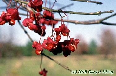 Euonymus atropurpureus