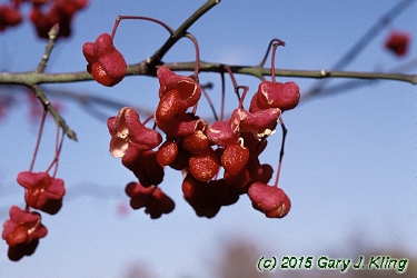Euonymus atropurpureus