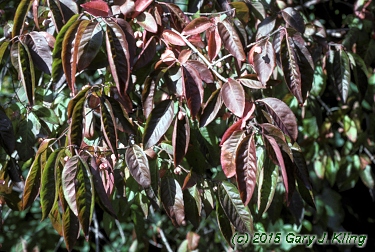 Euonymus atropurpureus