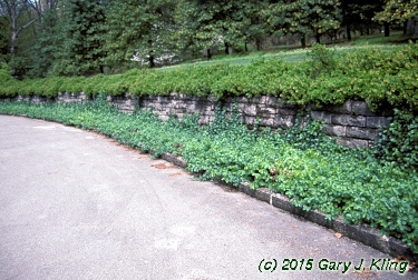 Euonymus fortunei var. coloratus