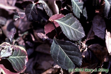 Euonymus fortunei var. coloratus