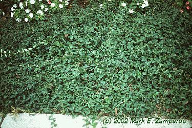 Euonymus fortunei var. coloratus