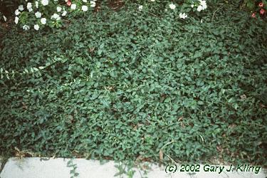 Euonymus fortunei var. coloratus