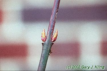 Euonymus fortunei var. coloratus