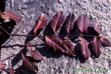 Euonymus fortunei var. coloratus
