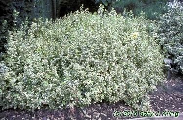 Euonymus fortunei 'Emerald Gaiety'