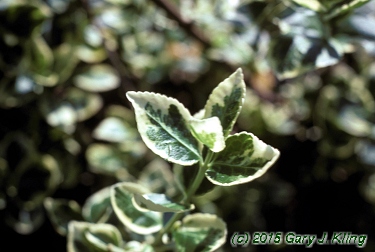 Euonymus fortunei 'Emerald Gaiety'