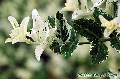 Euonymus fortunei 'Harlequin'
