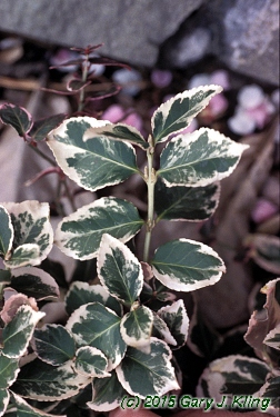 Euonymus fortunei 'Ivory Jade'