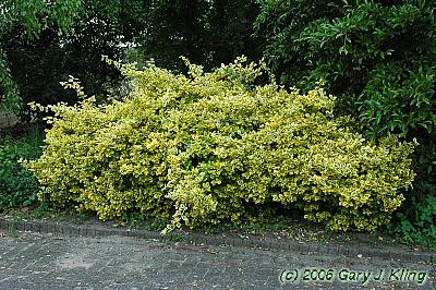 Euonymus fortunei 'Sunshine'