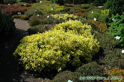 Euonymus fortunei 'Sunshine'