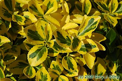 Euonymus fortunei 'Sunshine'