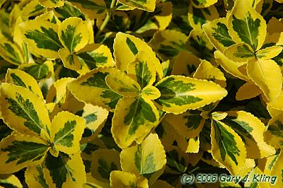 Euonymus fortunei 'Sunshine'