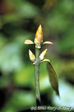 Euonymus fortunei var. vegetus