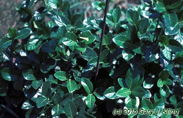 Euonymus kiautschovicus 'Manhattan'